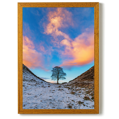 Sycamore Gap In the Golden Hour by Steven Robinson
