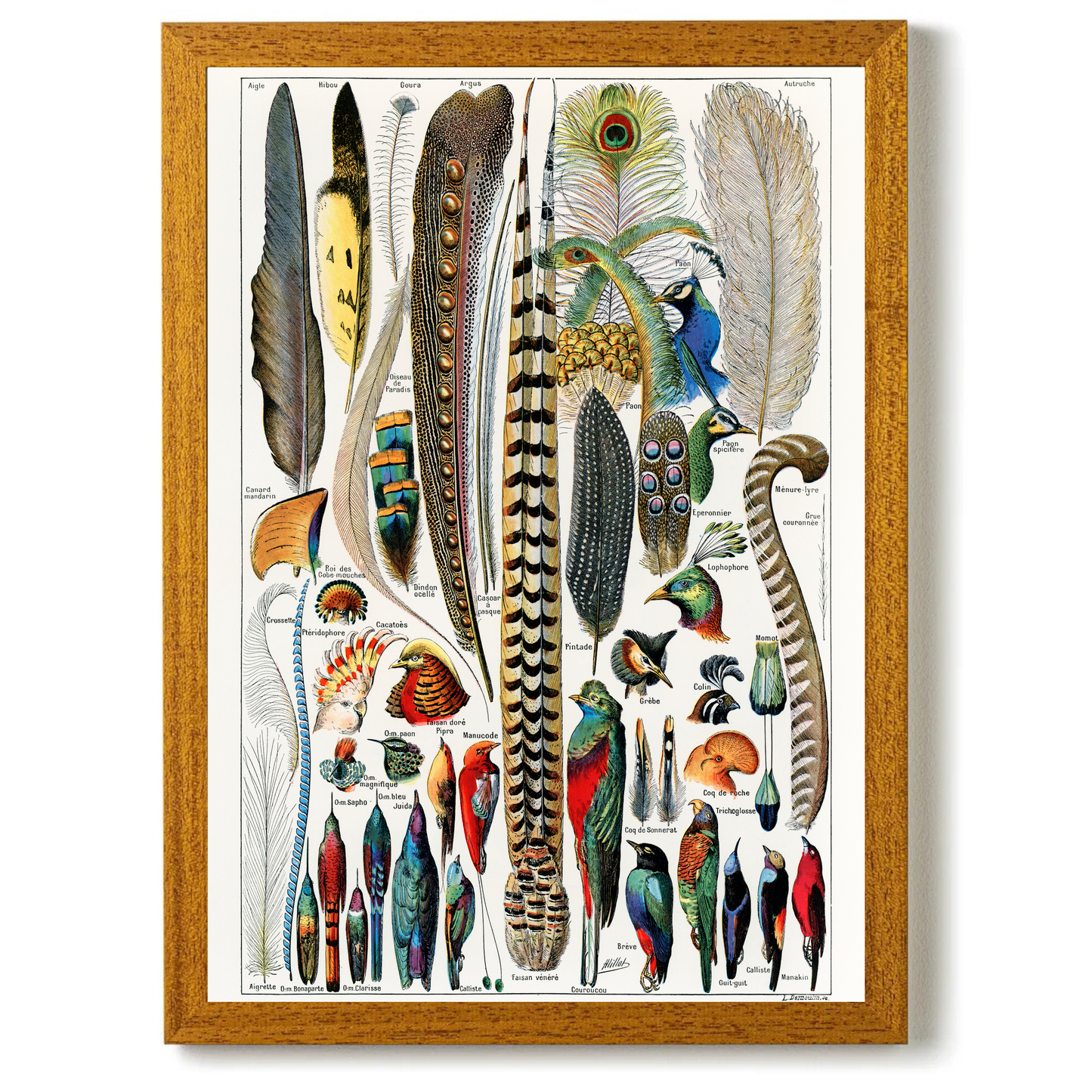 Feathers by Jason Stanley