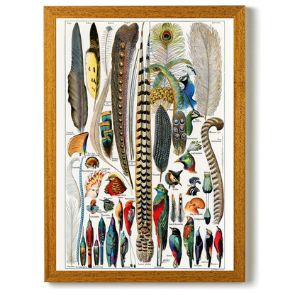 Feathers by Jason Stanley