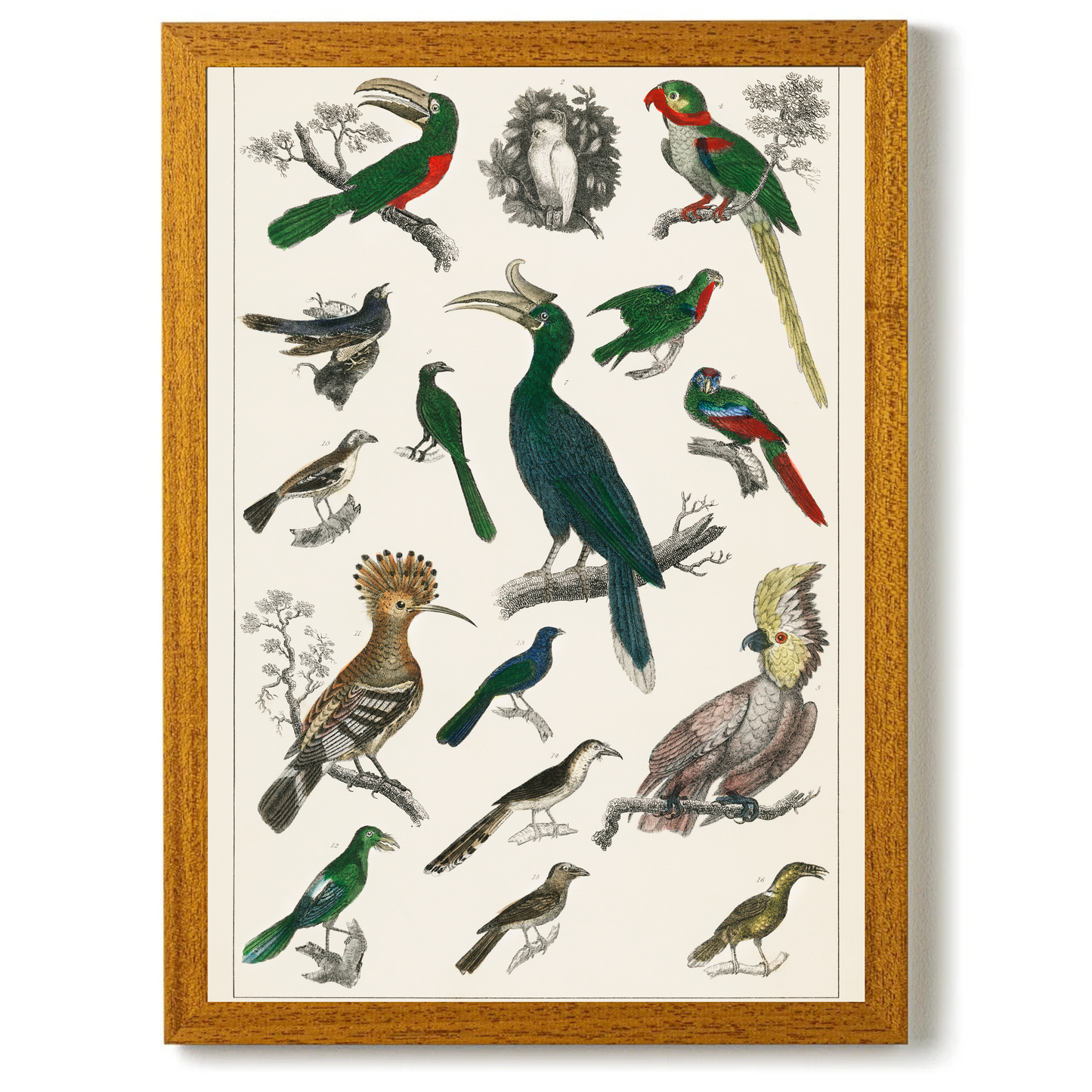 Parrots by Jason Stanley