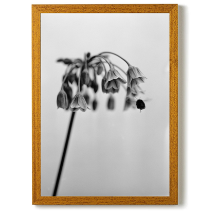Nectaroscordum Siculum by Samuel Knight