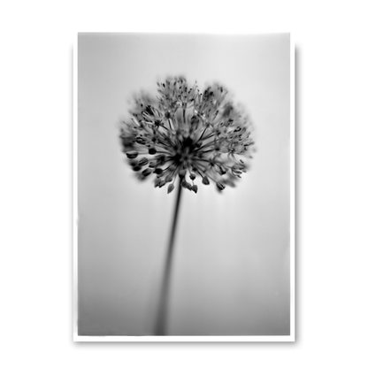 Allium No.01 by Samuel Knight