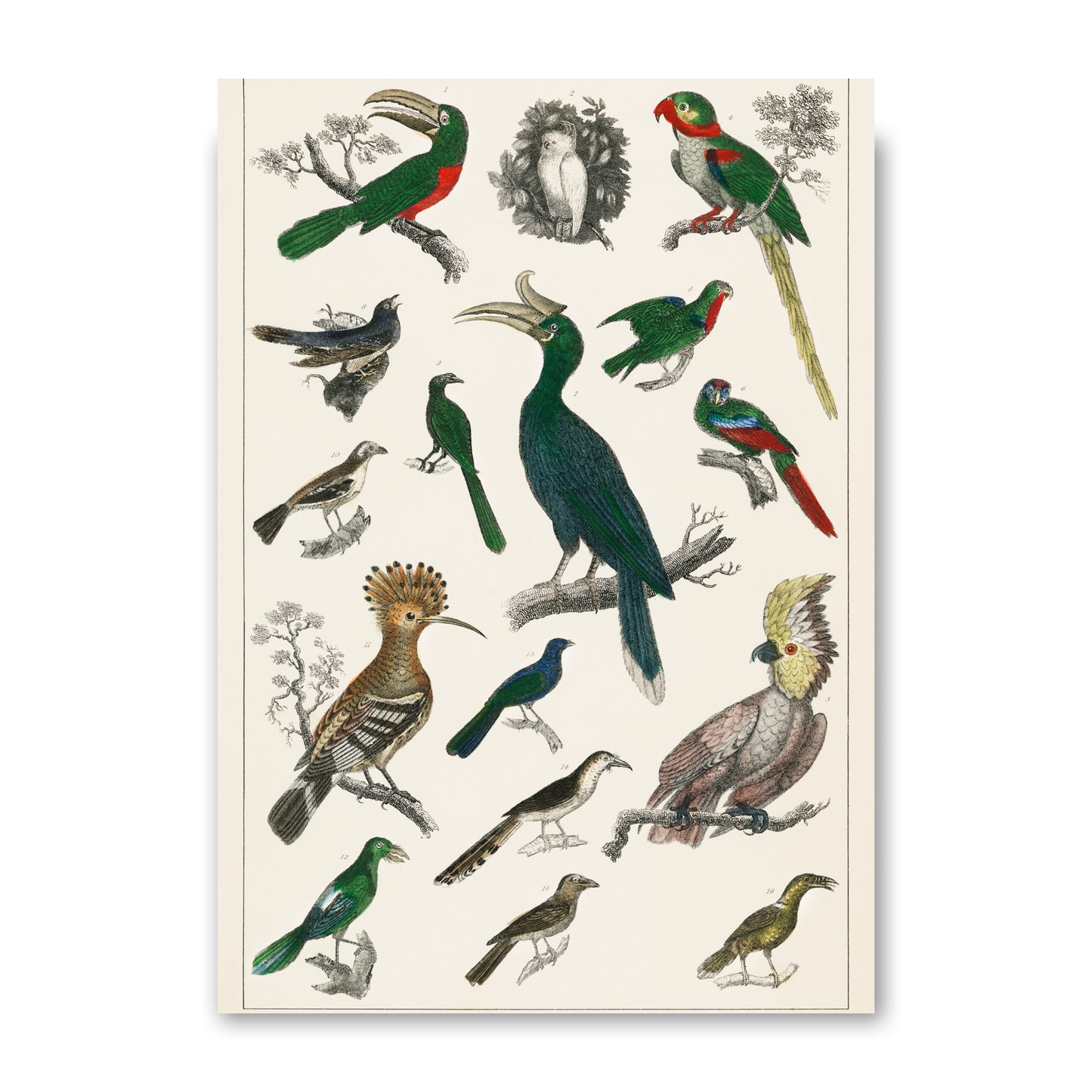 Parrots by Jason Stanley