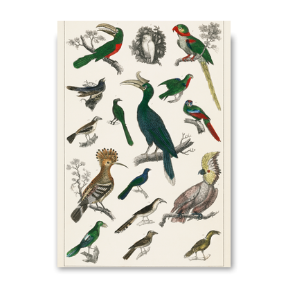 Parrots by Jason Stanley