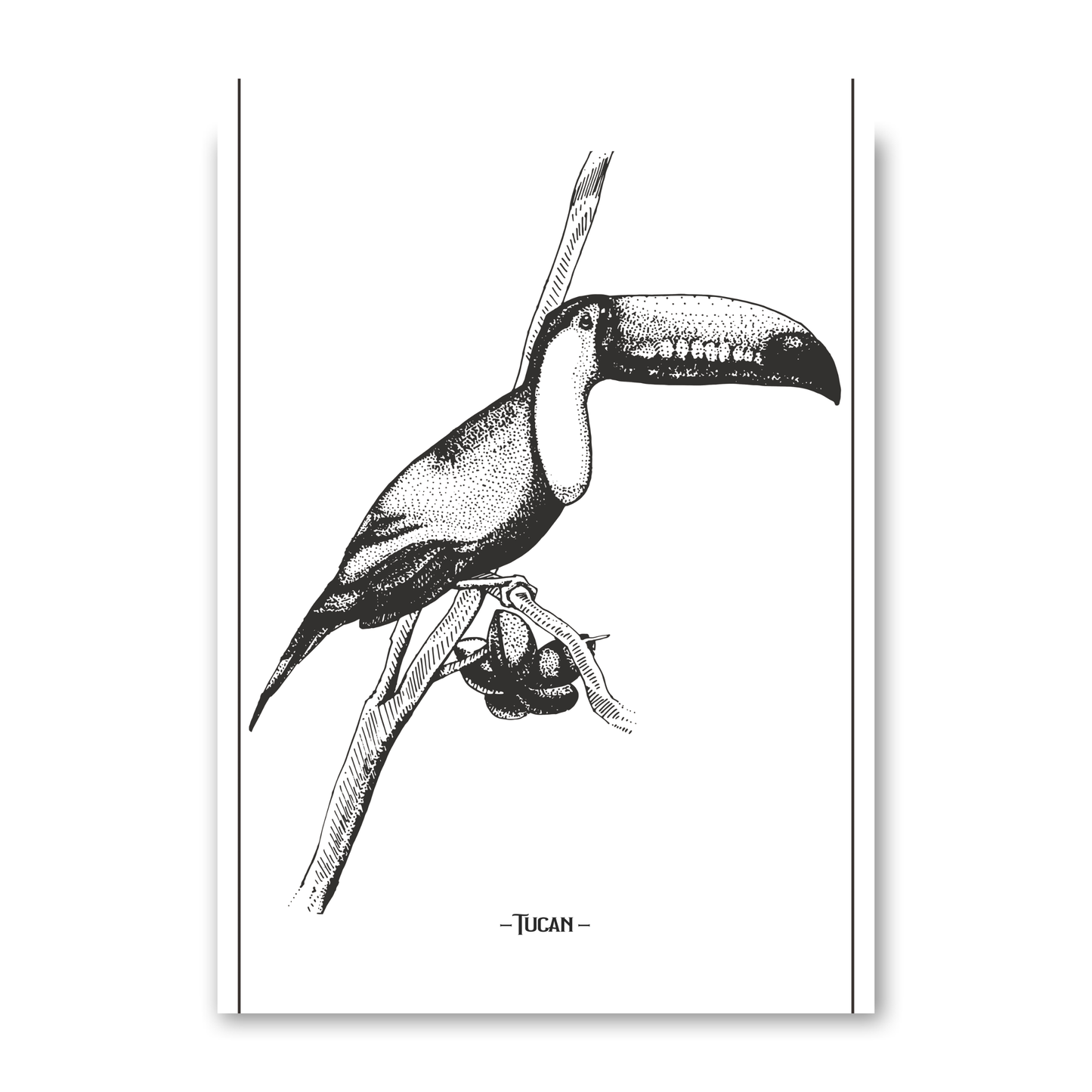 Tucan 3 by Jason Stanley