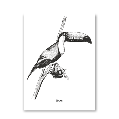 Tucan 3 by Jason Stanley