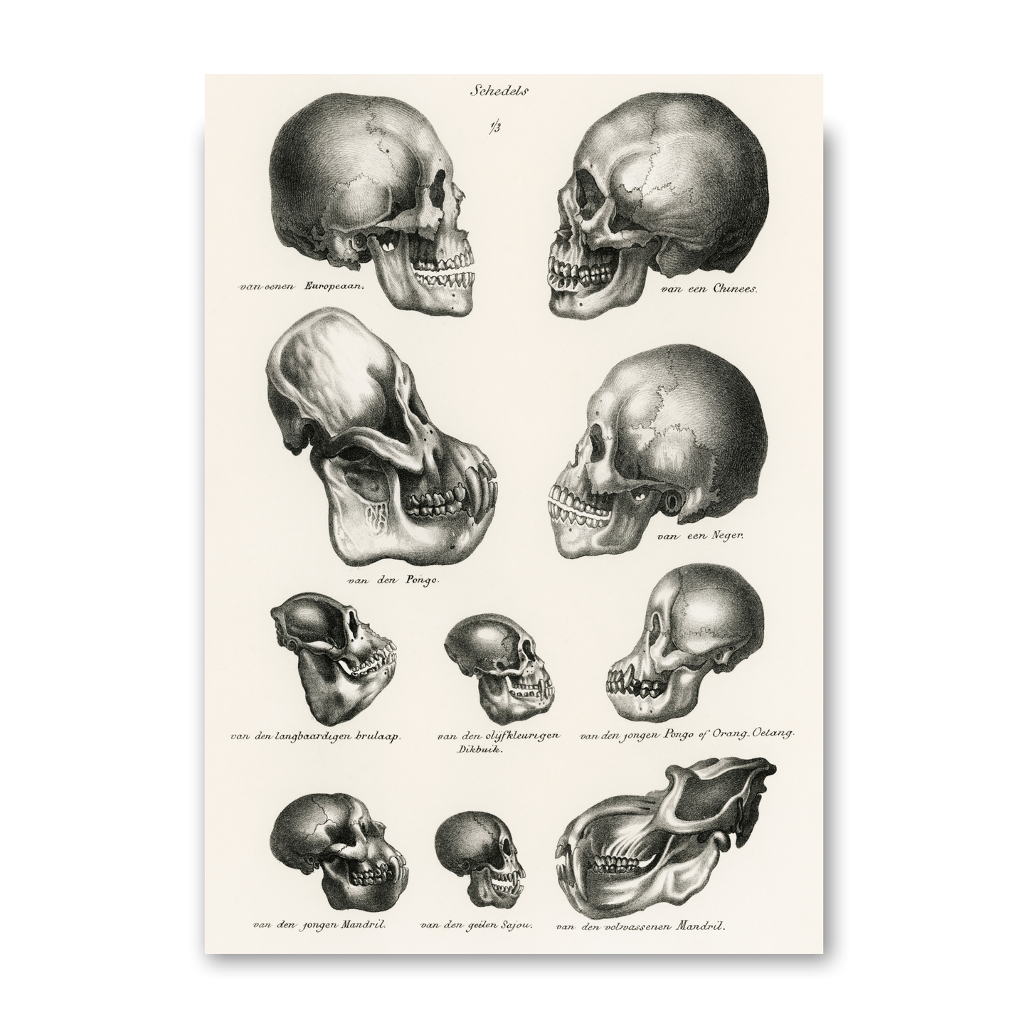 Skulls by Jason Stanley
