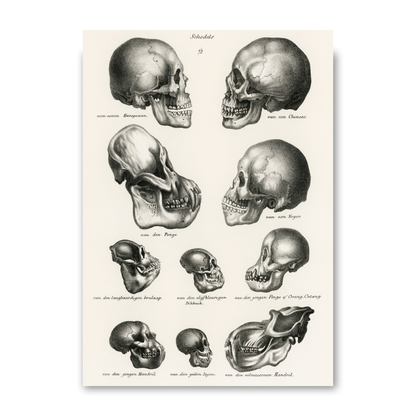 Skulls by Jason Stanley