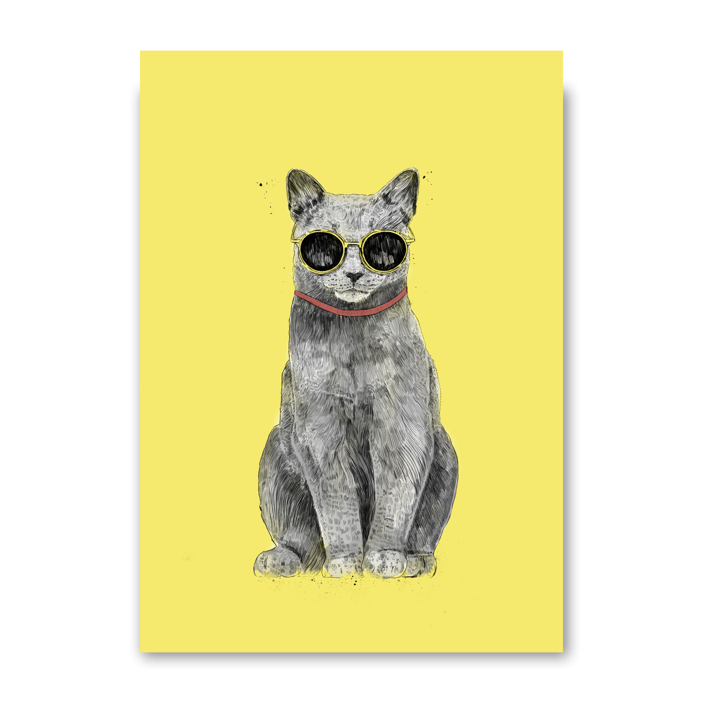 Summer Cat by Balazs Solti