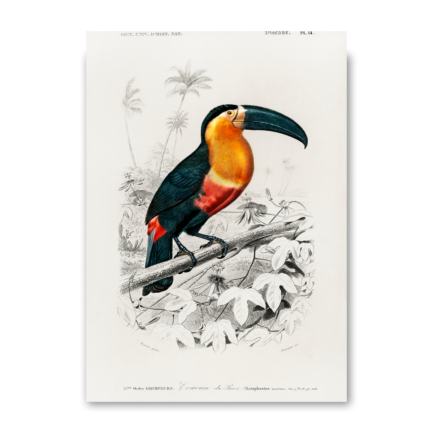 Tucan by Jason Stanley