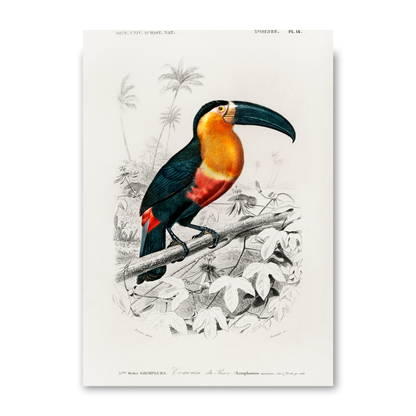 Tucan by Jason Stanley
