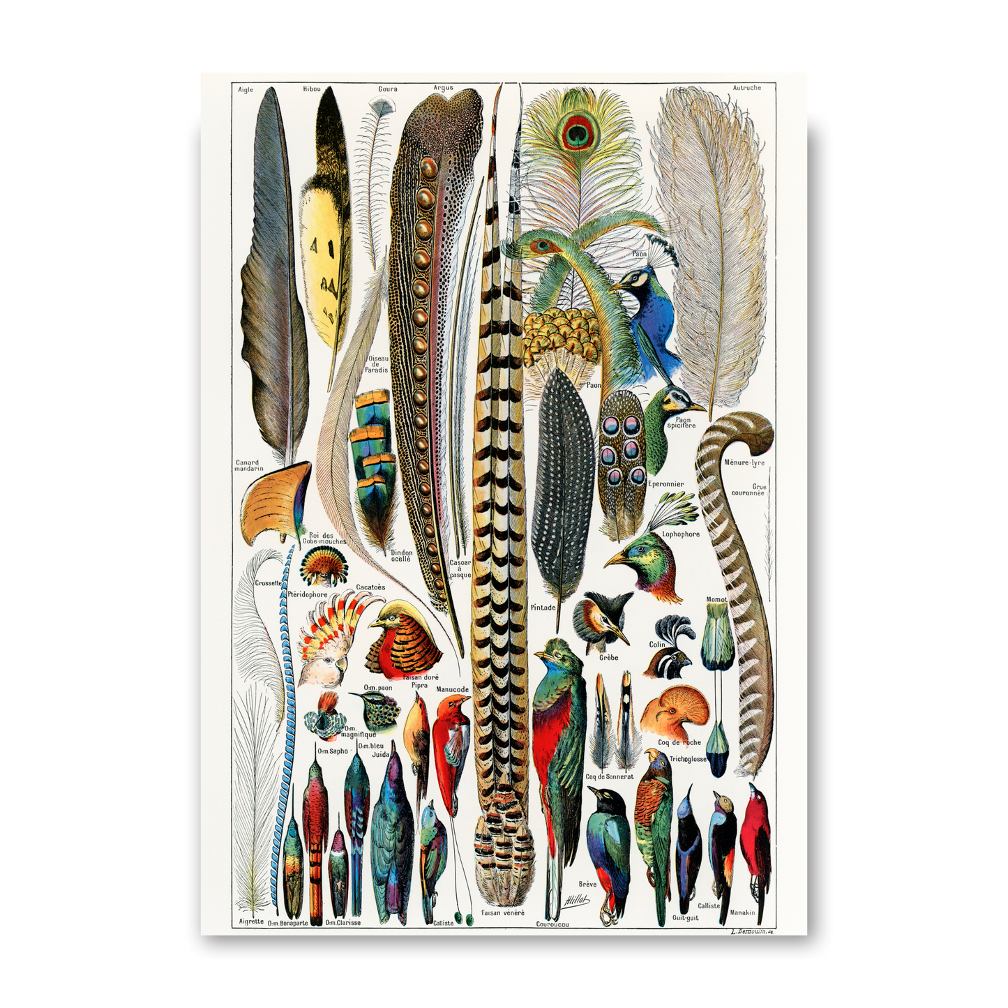 Feathers by Jason Stanley