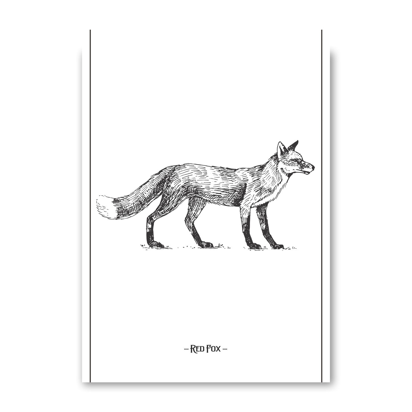 Red Fox by Jason Stanley