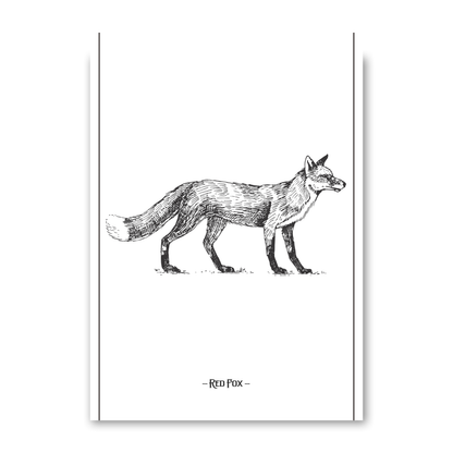 Red Fox by Jason Stanley