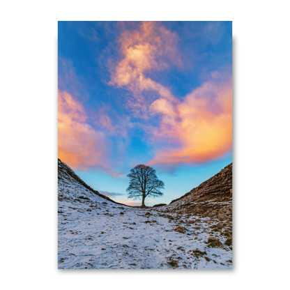 Sycamore Gap In the Golden Hour by Steven Robinson