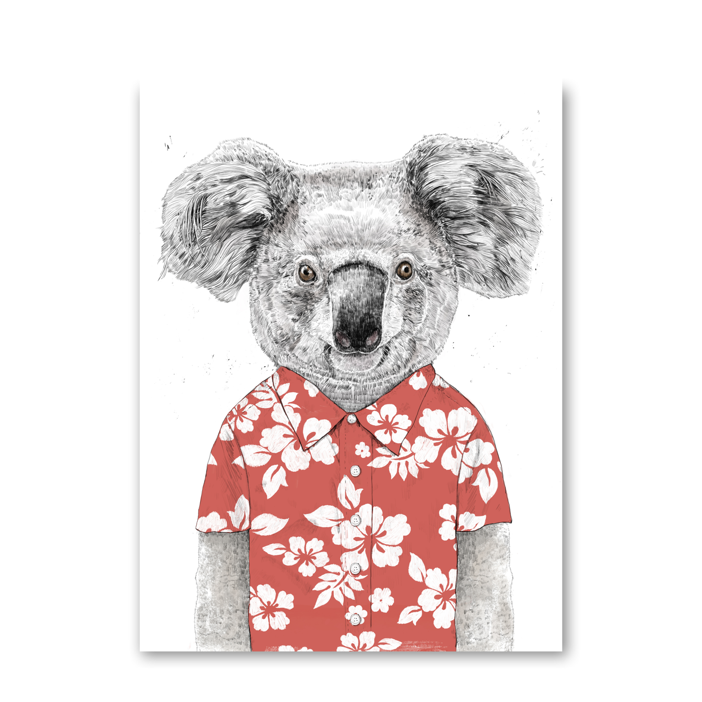 Summer Koala by Balazs Solti