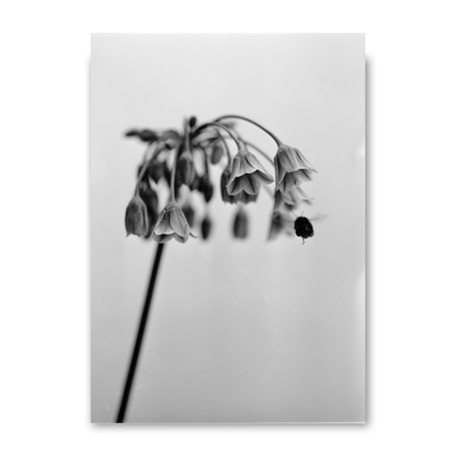 Nectaroscordum Siculum by Samuel Knight
