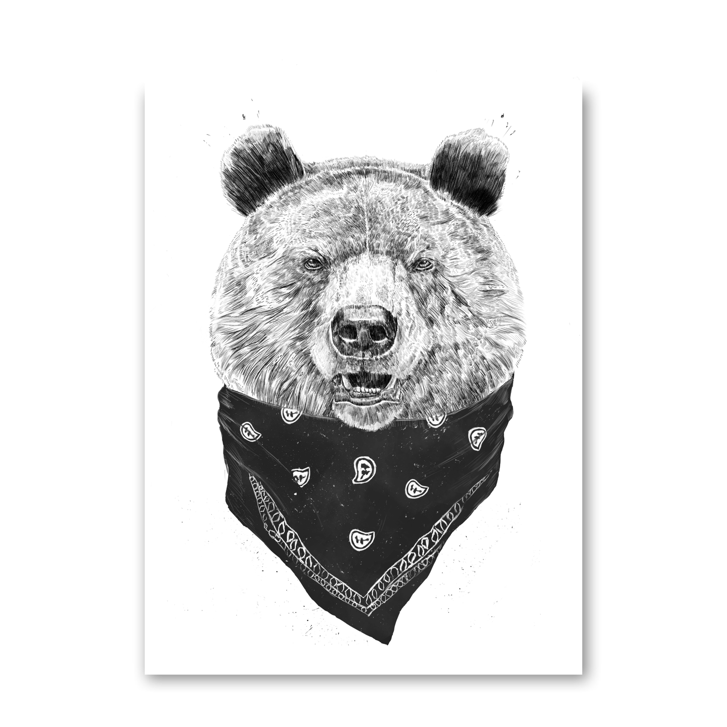 Wild Bear by Balazs Solti