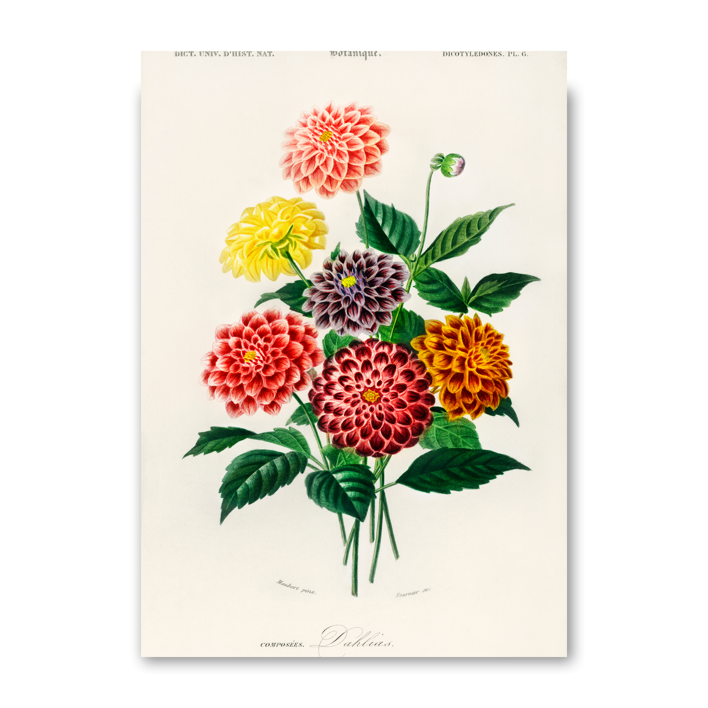 Dahlia by Jason Stanley