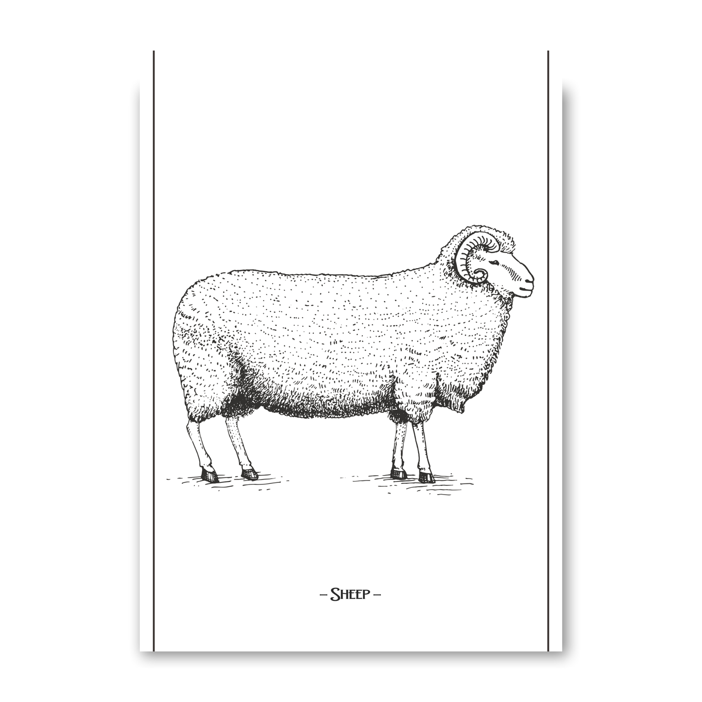 Sheep by Jason Stanley