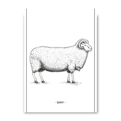 Sheep by Jason Stanley