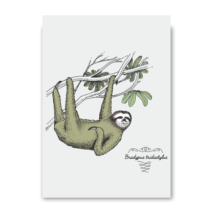 Sloth by Jason Stanley