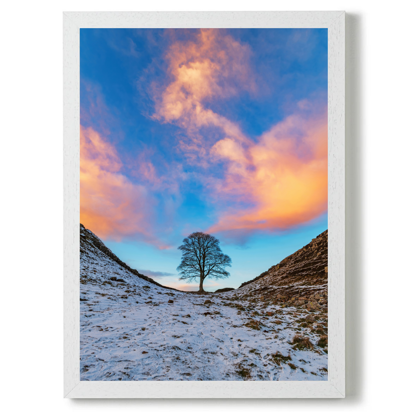 Sycamore Gap In the Golden Hour by Steven Robinson