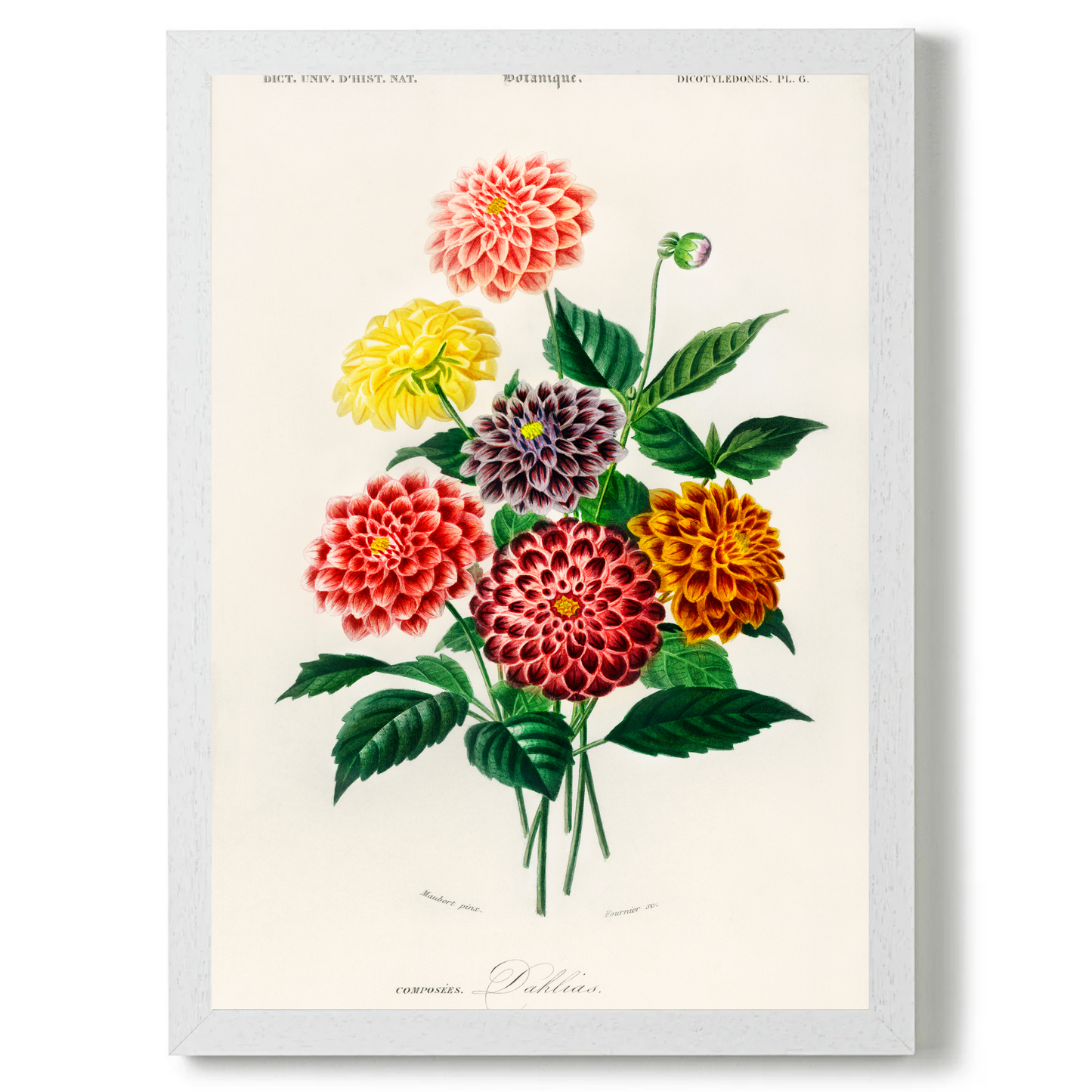 Dahlia by Jason Stanley