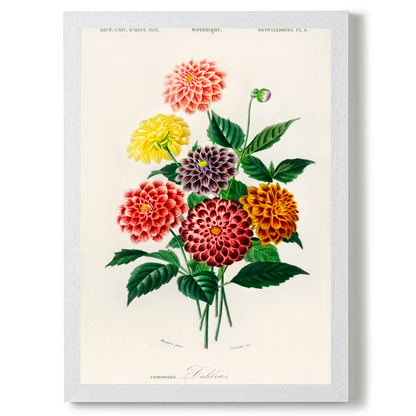 Dahlia by Jason Stanley
