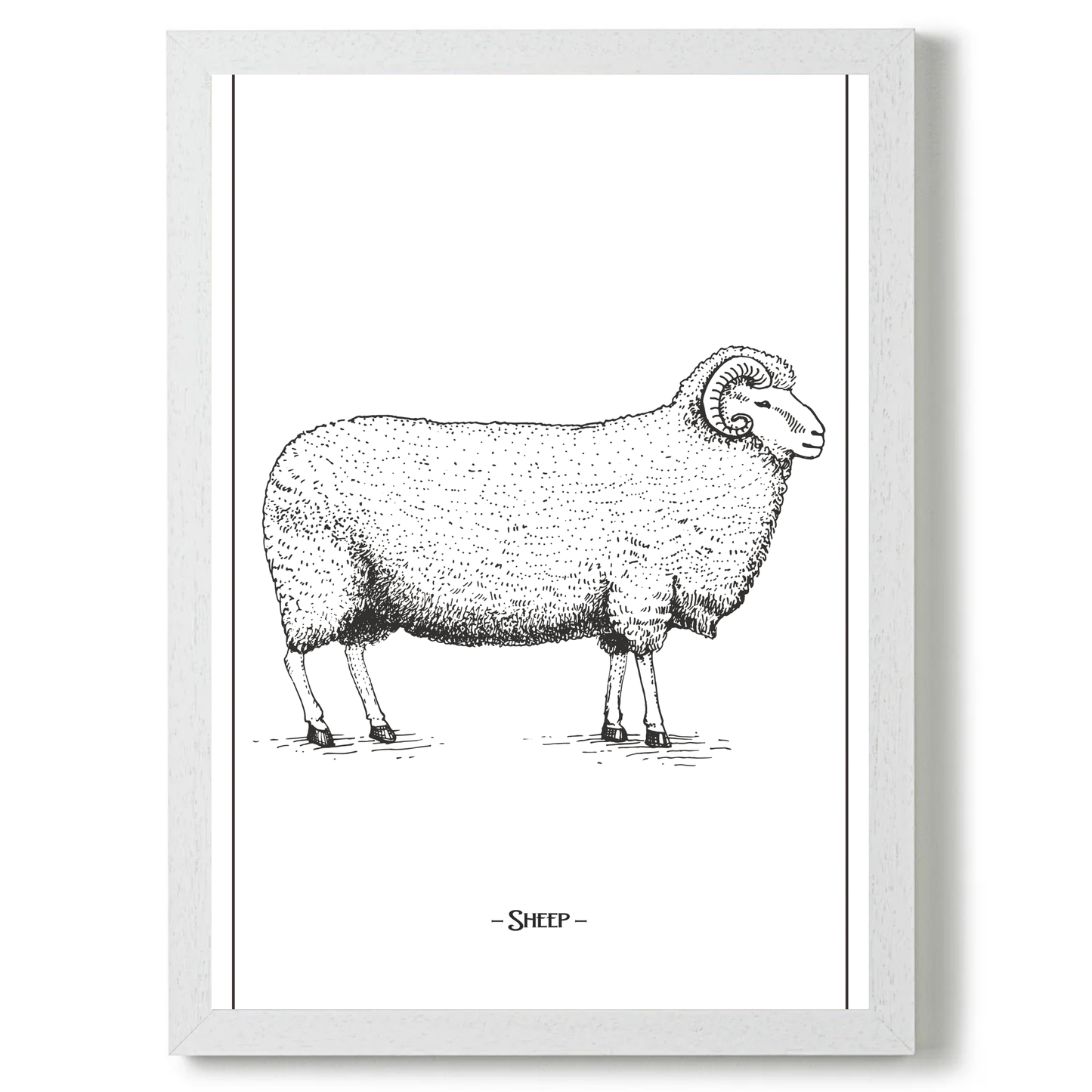Sheep by Jason Stanley