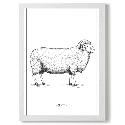 Sheep by Jason Stanley