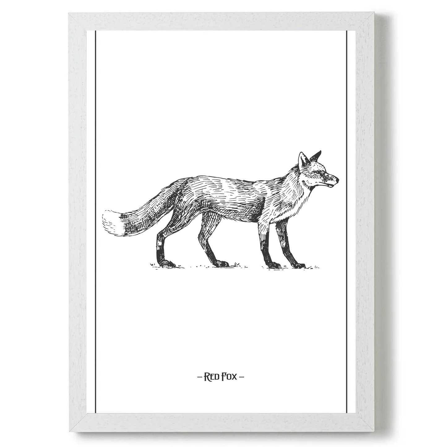 Red Fox by Jason Stanley