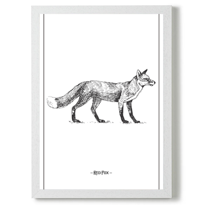 Red Fox by Jason Stanley