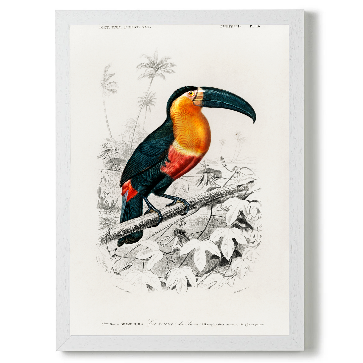 Tucan by Jason Stanley