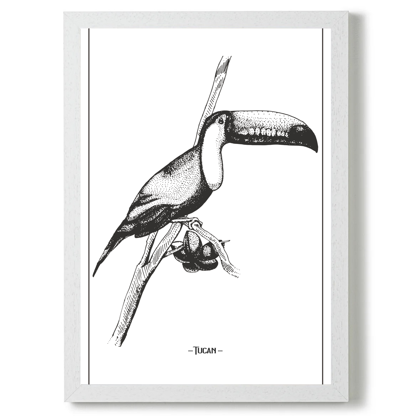 Tucan 3 by Jason Stanley