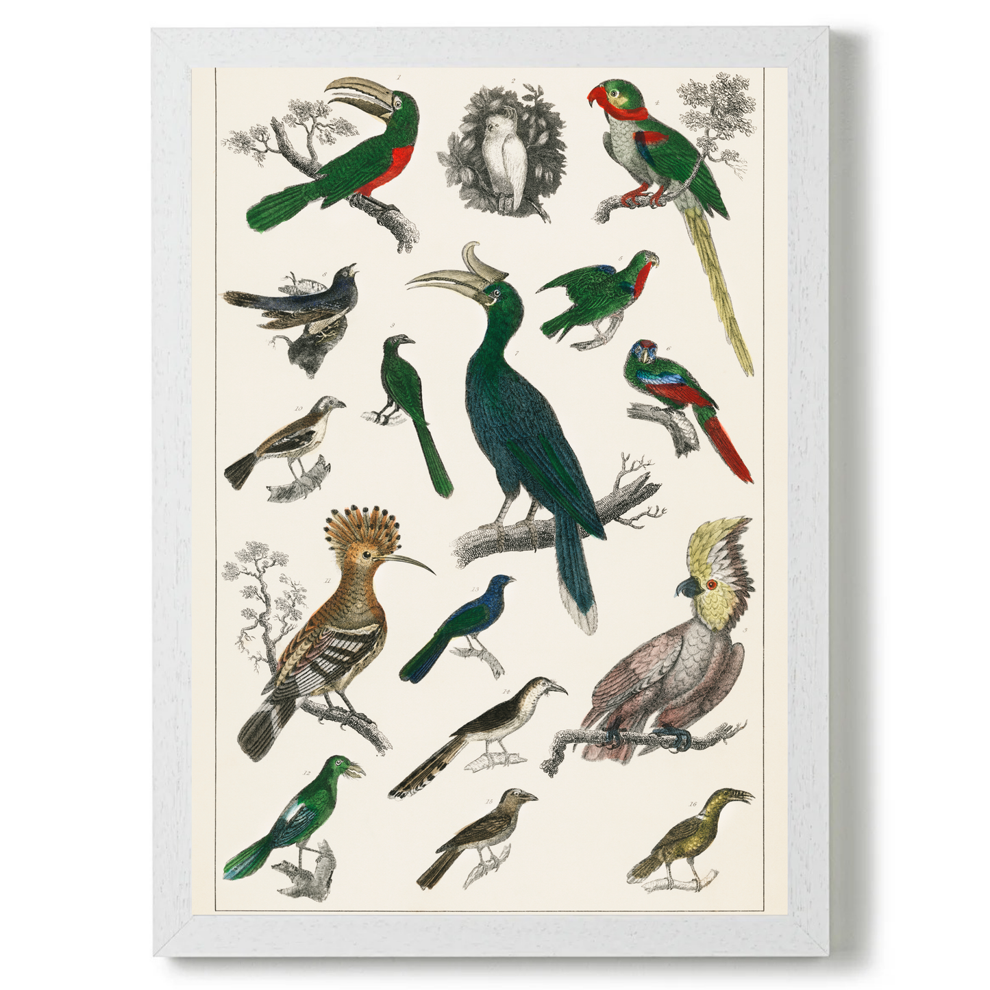 Parrots by Jason Stanley