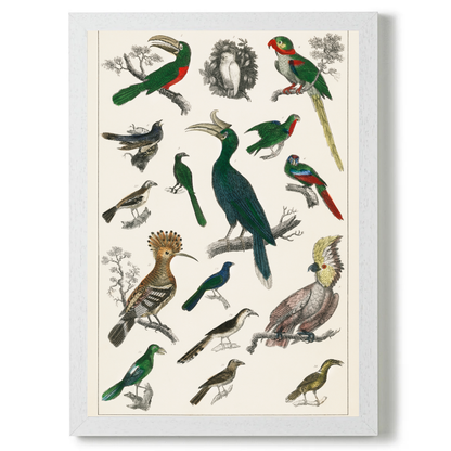 Parrots by Jason Stanley