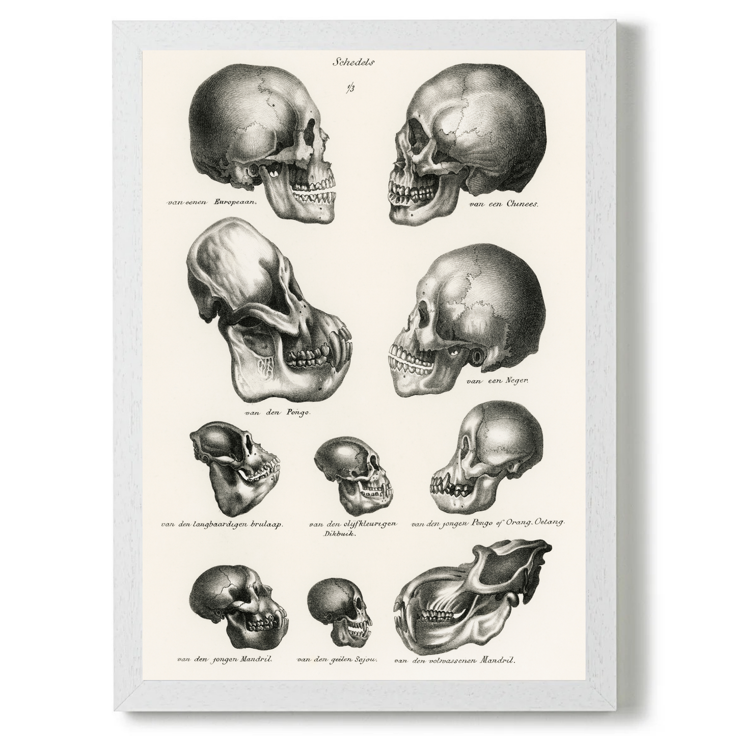 Skulls by Jason Stanley