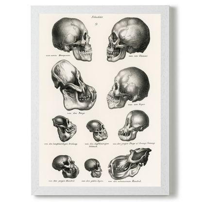 Skulls by Jason Stanley