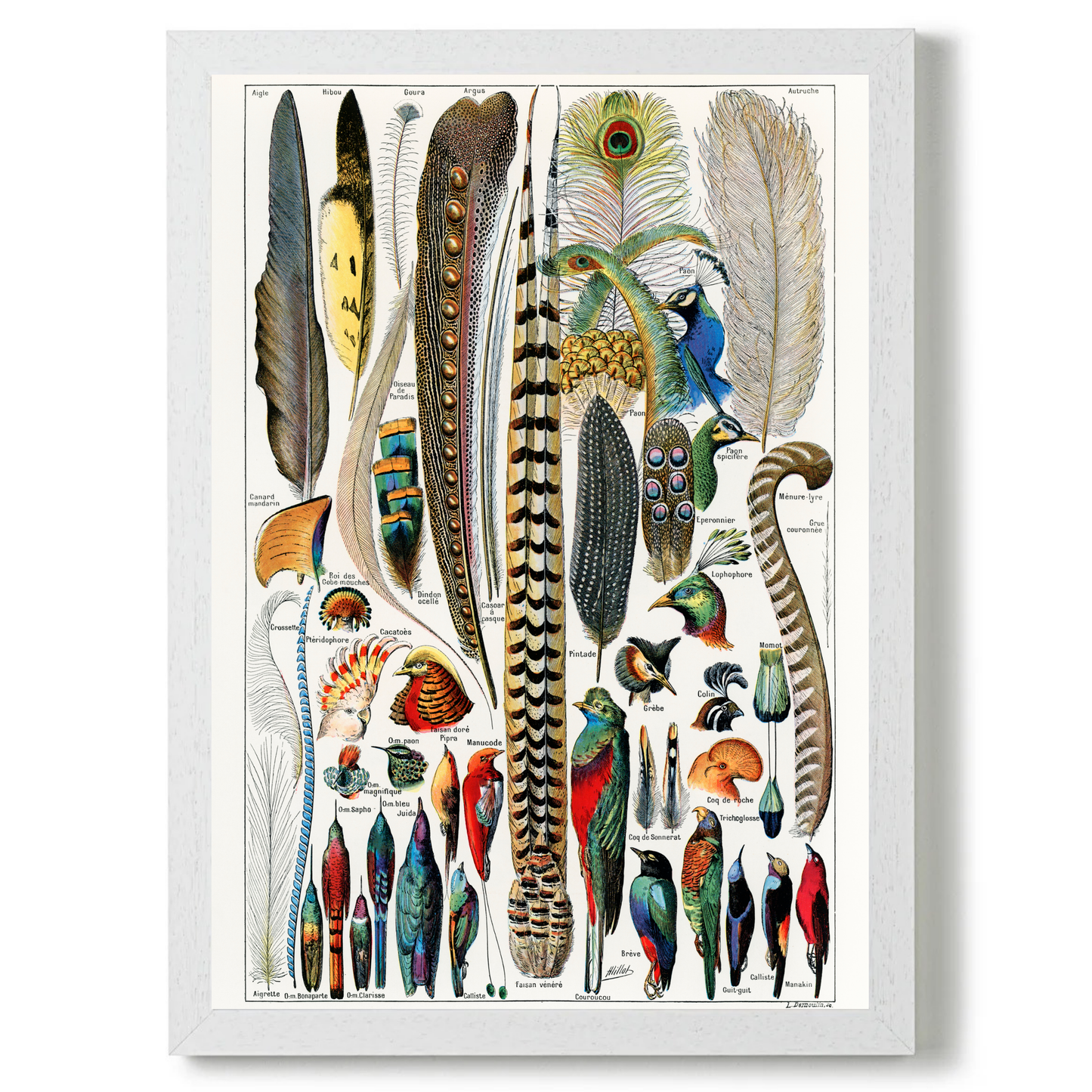 Feathers by Jason Stanley
