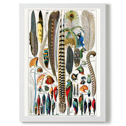 Feathers by Jason Stanley