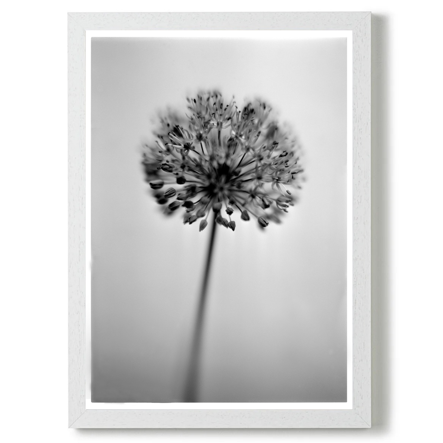 Allium No.01 by Samuel Knight