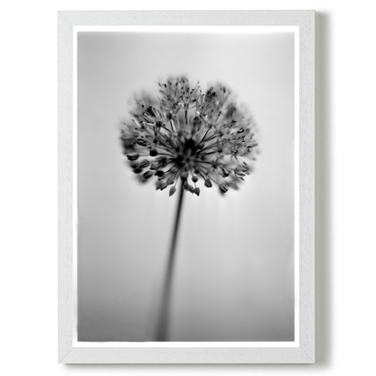 Allium No.01 by Samuel Knight