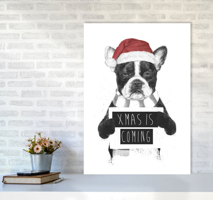 Xmas Is Coming Animal Art Print by Balaz Solti A1 Black Frame
