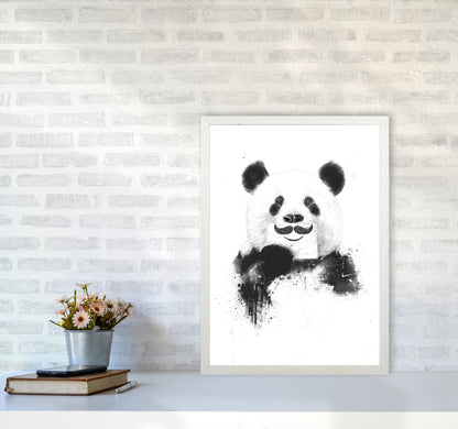 Funny Panda Animal Art Print by Balaz Solti A2 Oak Frame