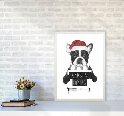 Xmas Is Coming Animal Art Print by Balaz Solti A2 Oak Frame