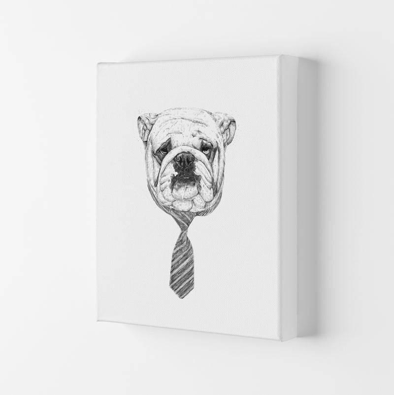 Cool Bulldog Animal Art Print by Balaz Solti Canvas