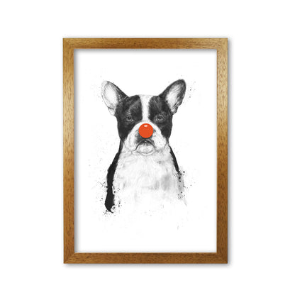 I'm Not Your Clown Bulldog Animal Art Print by Balaz Solti Oak Grain