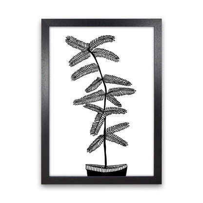 Mimosa Art Print by Carissa Tanton Black Grain