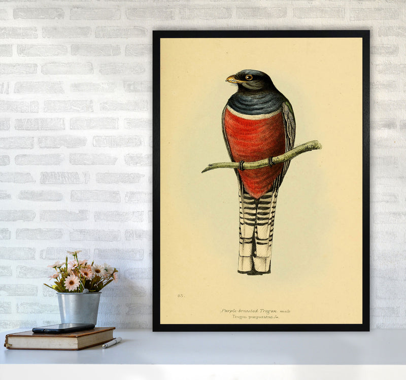 Vintage Purple Breasted Trogon Art Print by Jason Stanley A1 White Frame